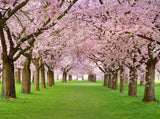 Spring Scenery Background Cherry Trees in Full Bloom on the Geen Lawn Photos Backdrop IBD-20073
