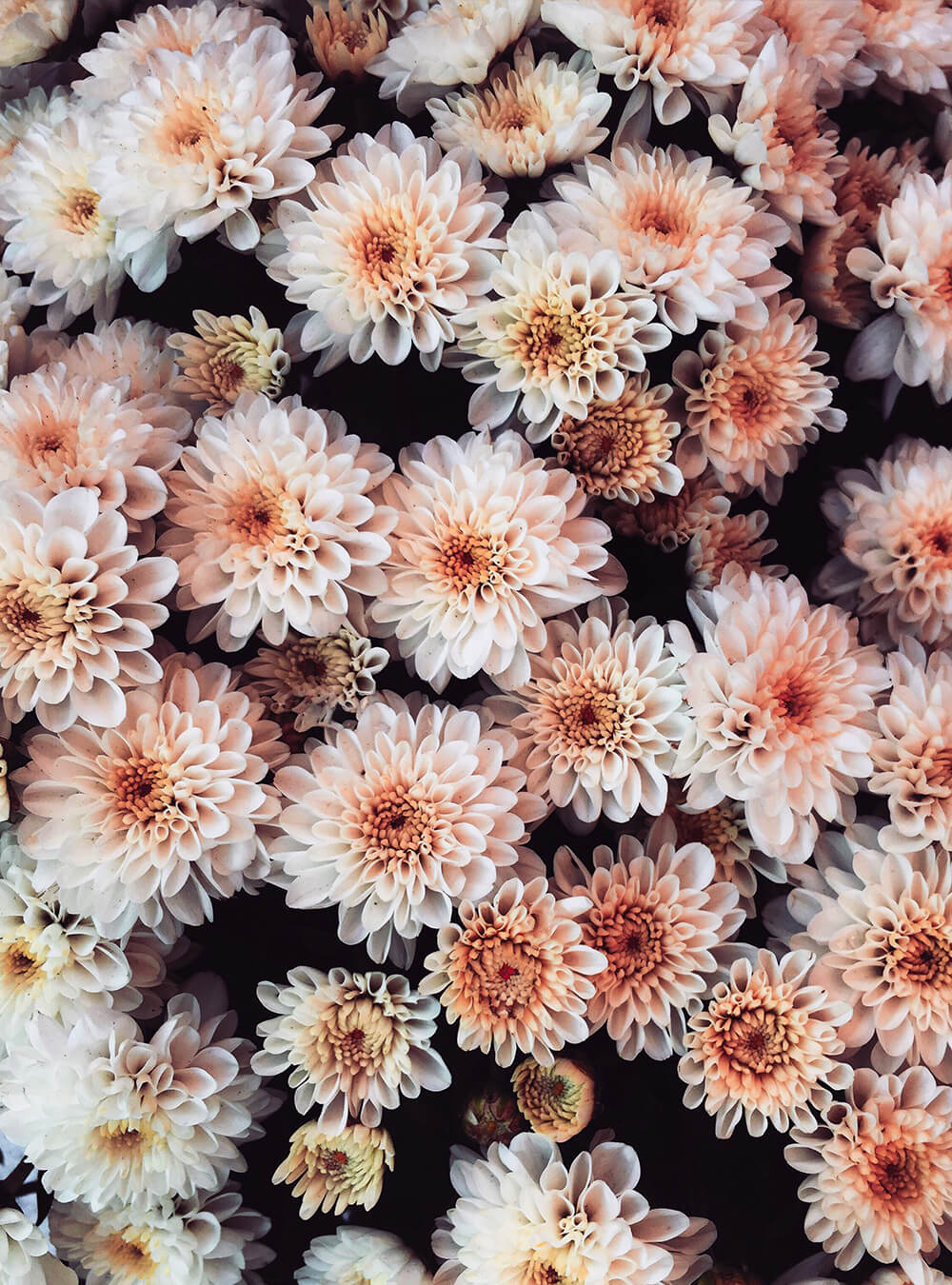 White ChrysanthemumI  Flower Backdrop For Photography IBD-24455