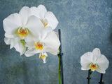 White Orchid Against Gray Blue Background For Photography IBD-24531