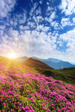 Festival Backdrops Season Backdrops Summer Flower Background X43-E