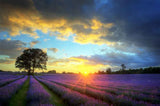 Season Backdrops Summer Backdrops Flower Background cm-5972-E