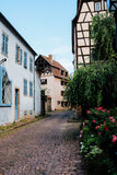 Cobble Stone Street Shrowded In Foliage Backdrop IBD-24299