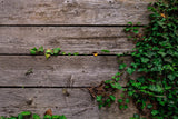 Deck And Vines Texture Wood Wall Photography Backdrop IBD-24278