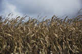 Drying Corn Field Under Cloudy Sky Scenic Photography Backdrop IBD-24302