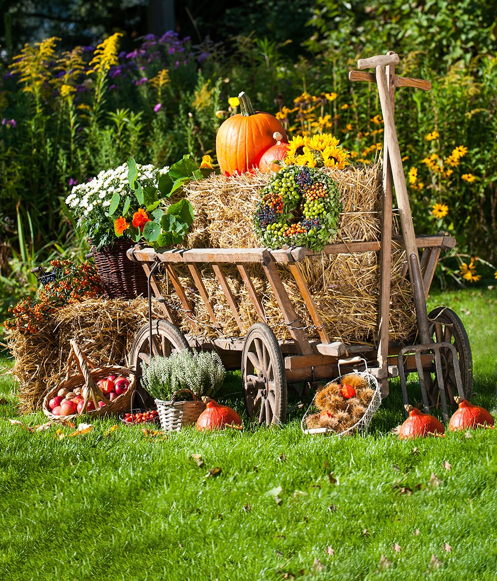 Festival Backdrops Halloween Farm Background Harvest Season IBD-19066