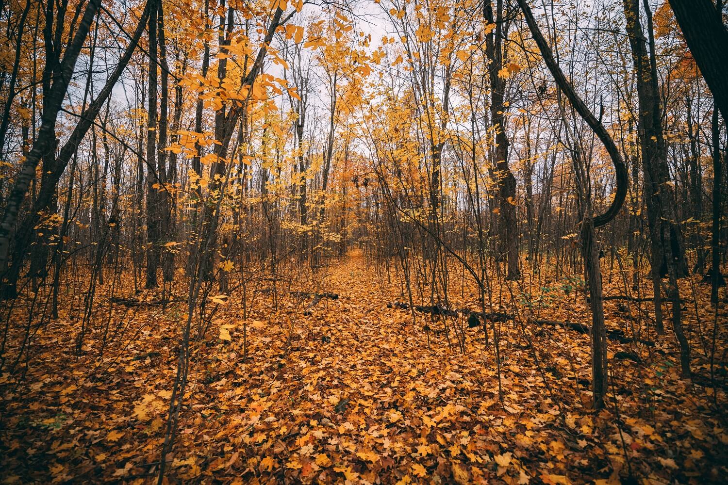 Golden Autumn Leaves Fall Backdground IBD-24304