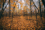 Golden Autumn Leaves Fall Backdground IBD-24304
