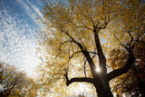 Gold Light Through Tree Botanical Backdrop IBD-24305