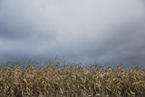 Grey Storm Clouds Over Dry Farm Field Scenic Photography Backdrop IBD-24306