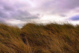 Ireland Grass Field Backdrop For Photoraphy  IBD-24309