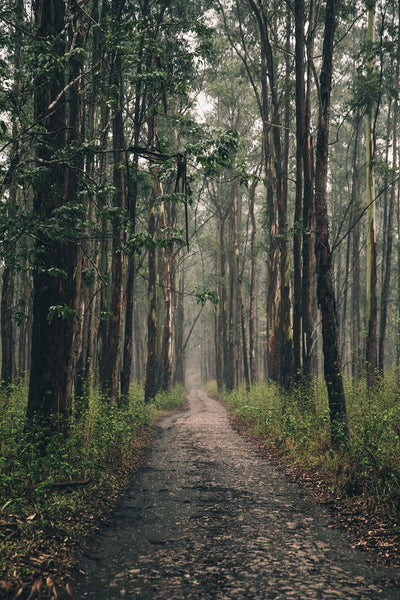 Long Forest Path Scenic Backdrop For Photography IBD-24312 – iBACKDROP