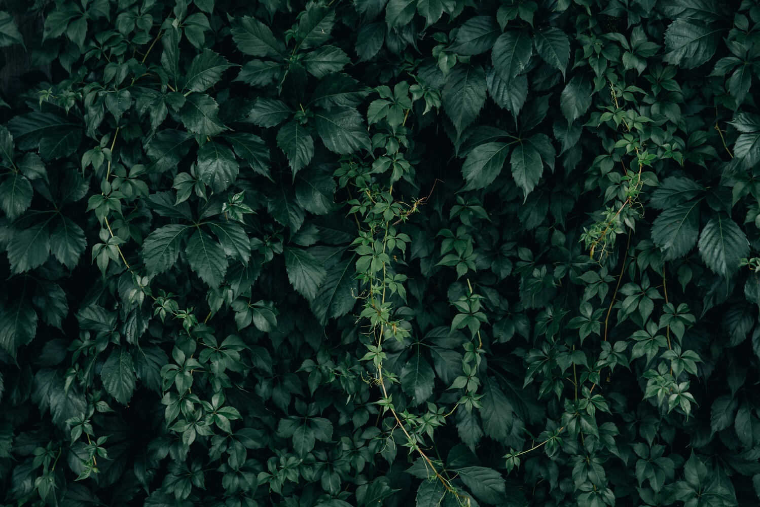 Moody Green Vine Wall Texture Botanical Photography Backdrop IBD-24280