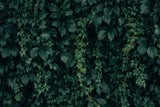Moody Green Vine Wall Texture Botanical Photography Backdrop IBD-24280