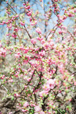 Pink Flowers Blooming On Tree Branches Background IBD-24321