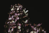 Purple And Green Leaves Against Black Backdrop IBD-24322