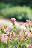 Red And White Flower With-Green Stem Backdrop IBD-24324