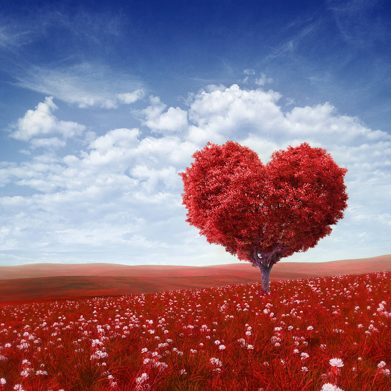 Red Hear Shape Tree And Red Grassland Backdrop For Valentine'S Day IBD-24429