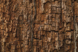 Rotting Wood Texture Photography Backdrop IBD-24285