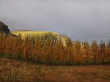 Row Of Yellow Trees By Field And Hills Backdrop IBD-24326