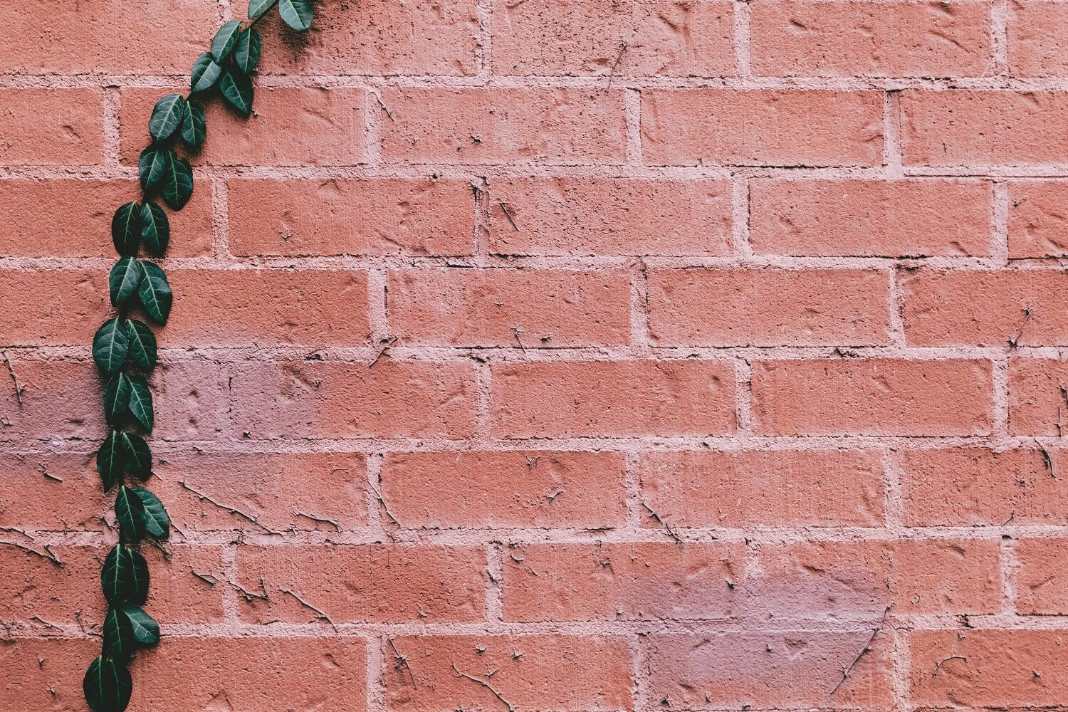 Vine Growing Up A-Brick Wall Photography Backdrop IBD-24288