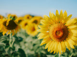 Yellow Sunflower Floral Photography Backdrop IBD-24345