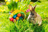 Festival Backdrops Easter Backdrops Rabbit And Green Grass zzj13-E
